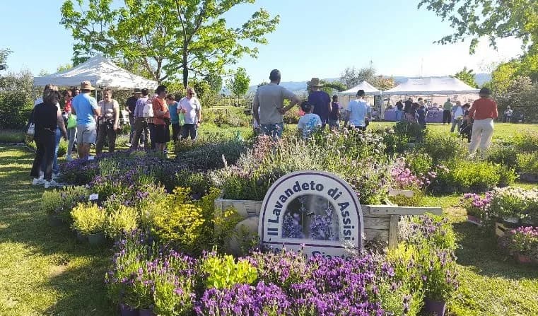 Festa delle salvie e del Giardino - Assisi — foto 2
