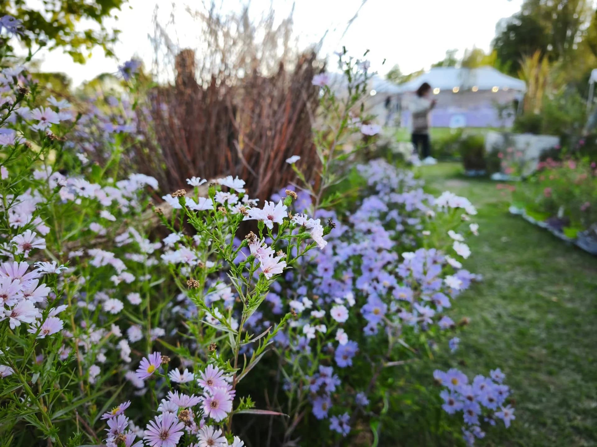 Festa delle salvie e del Giardino - Assisi — foto 1